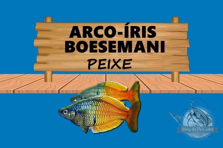 Arco íris boesemani peixe