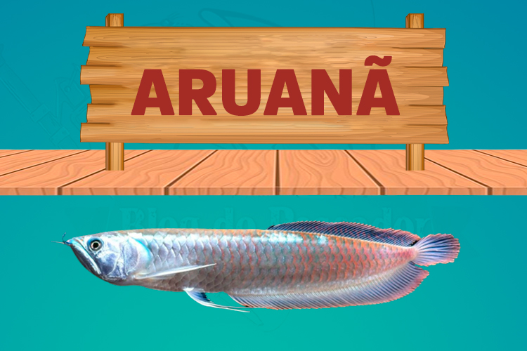aruana