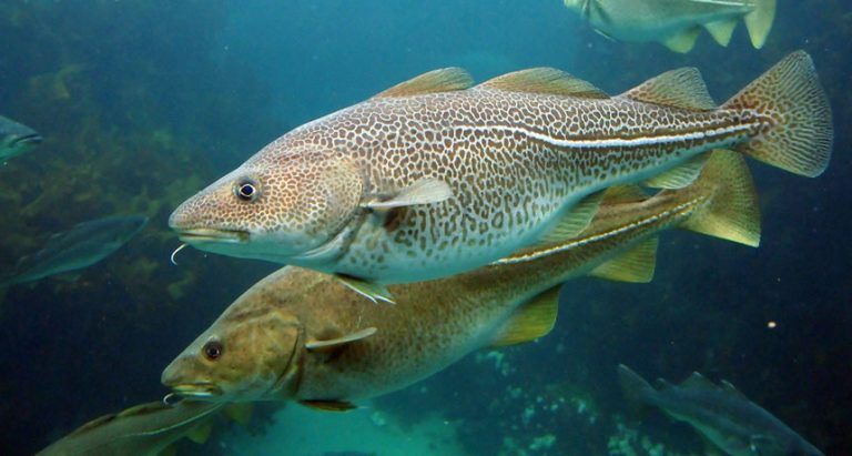 Bacalhau peixe: tipos, características, alimentação e habitat