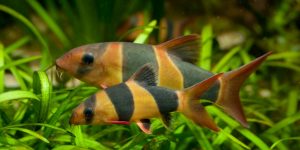 botia palhaco