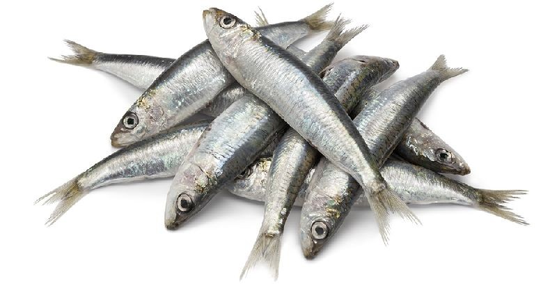 caracteristicas da sardinha