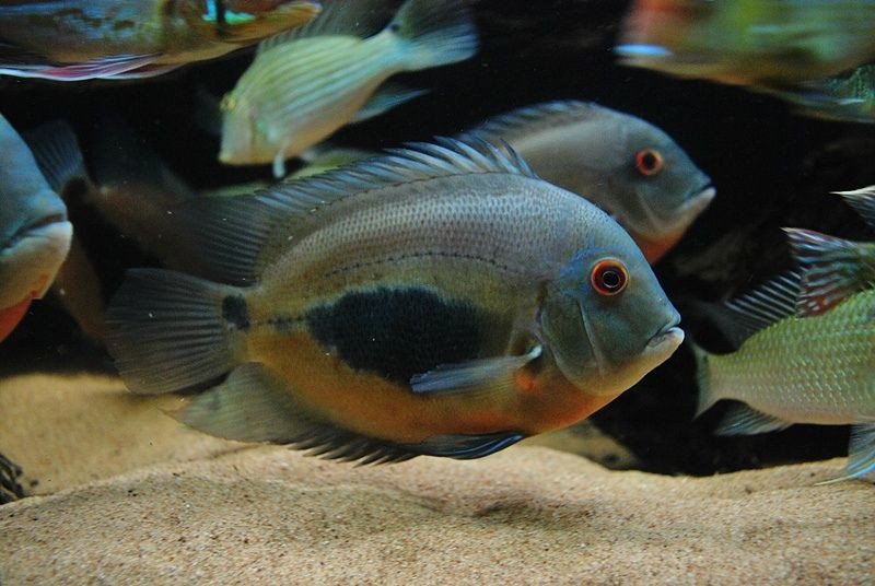 caracteristicas do peixe uaru