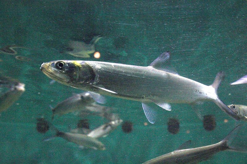 caracteristicas do peixe ubarana