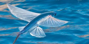 caractisticas do peixe voador