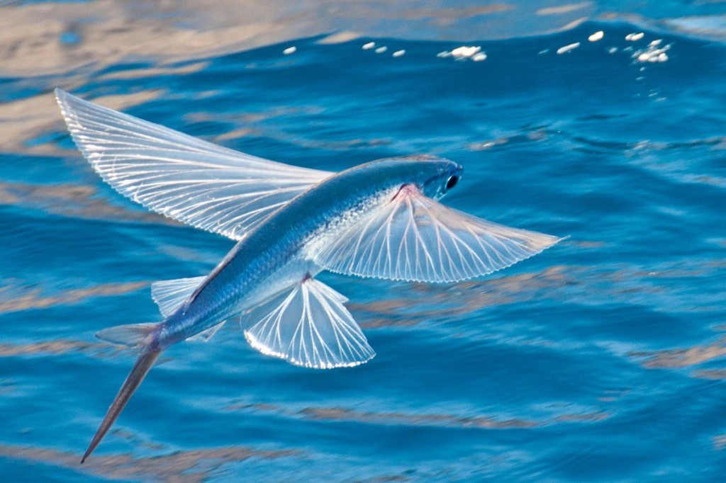 características do peixe voador