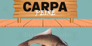 carpa peixe