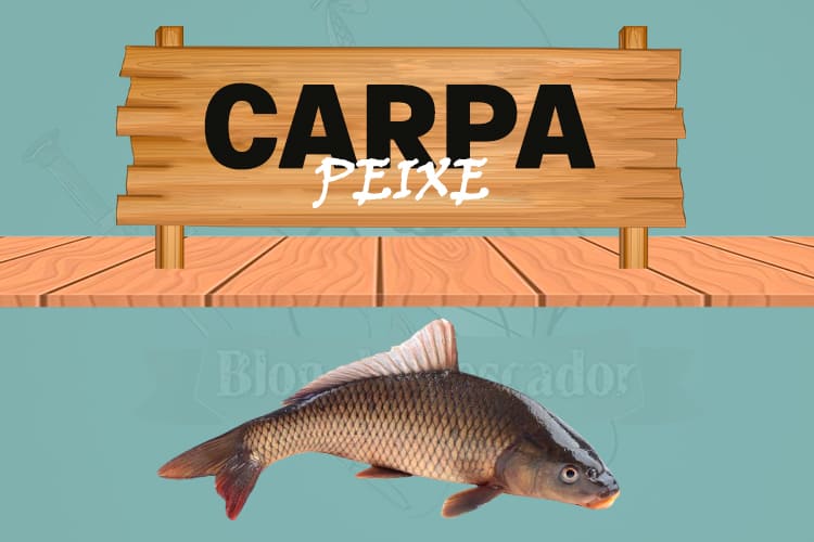 carpa peixe