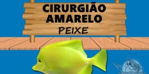 Cirurgião amarelo peixe