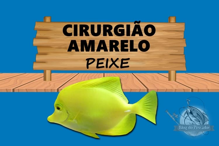 Cirurgião amarelo peixe