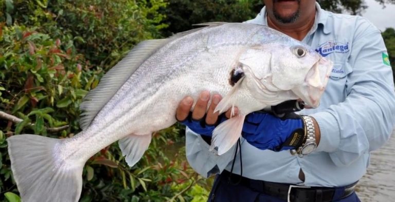 Corvina Peixe: Tipos, Características, Alimentação, Habitat E Receitas