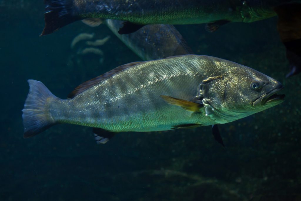 Corvina Peixe: Tipos, Características, Alimentação, Habitat E Receitas