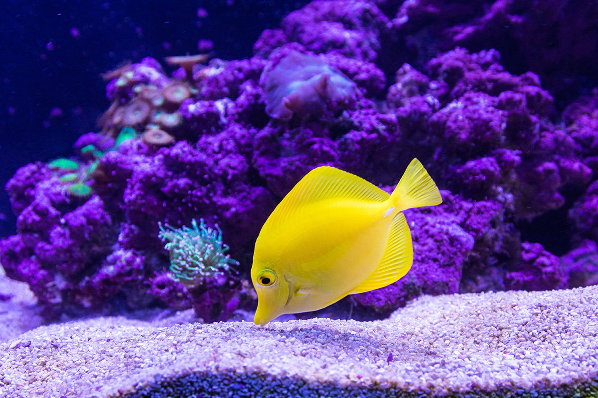 criacao do peixe cirurgiao amarelo em aquario