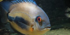 criacao do peixe uaru em aquario