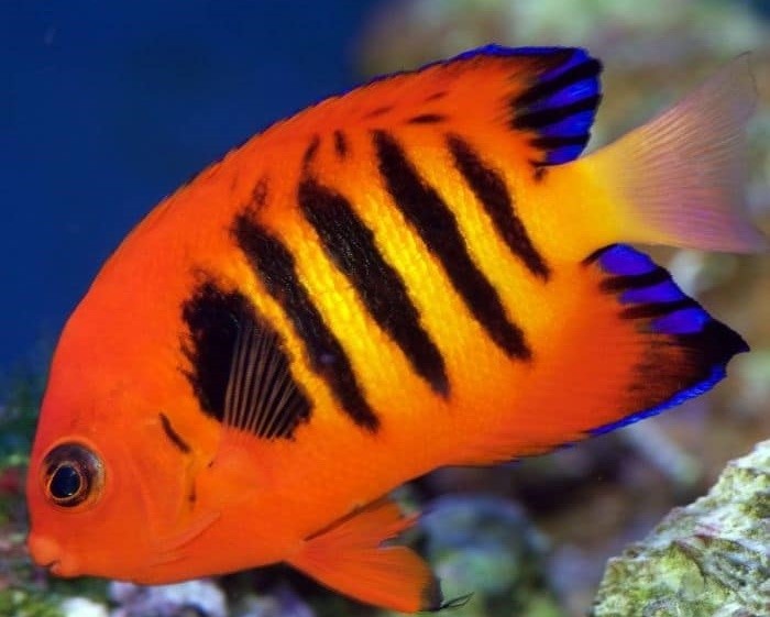 curiosidades sobre o peixe flame angelfish