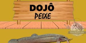 dojo peixe