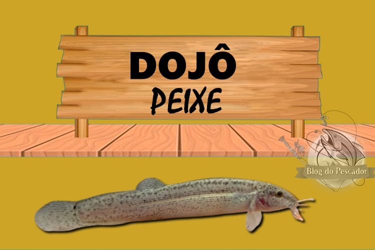 dojo peixe