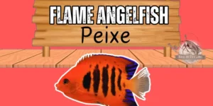 Flame angelfish peixe