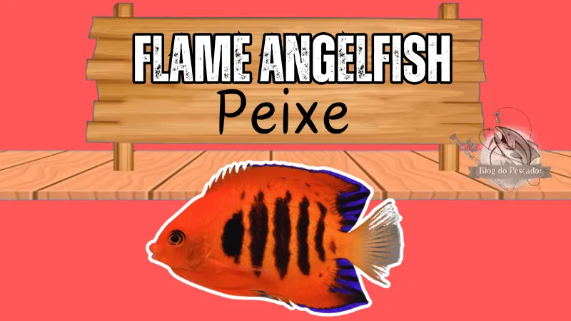 Flame angelfish peixe