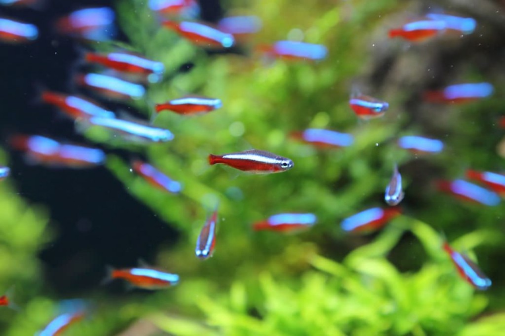 habitat do peixe neon