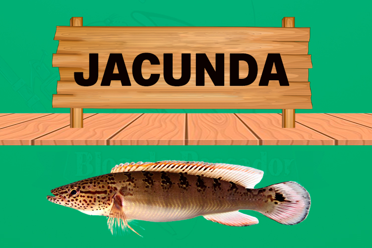 jacunda