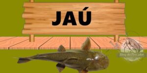 Jaú peixe