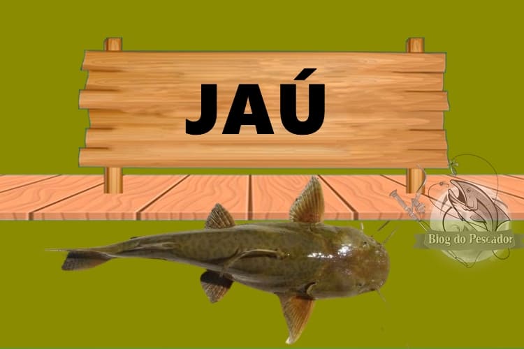 Jaú peixe