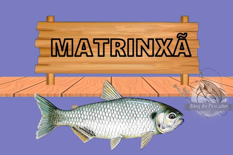 matrinxa peixe