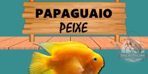 papaguaio peixe