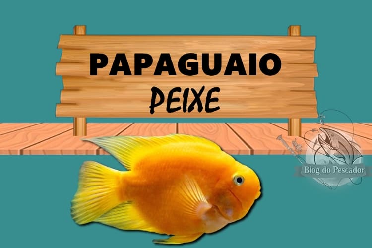 papaguaio peixe