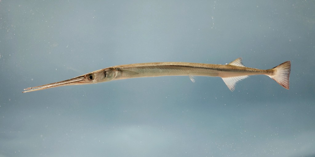 peixe agulha timucu