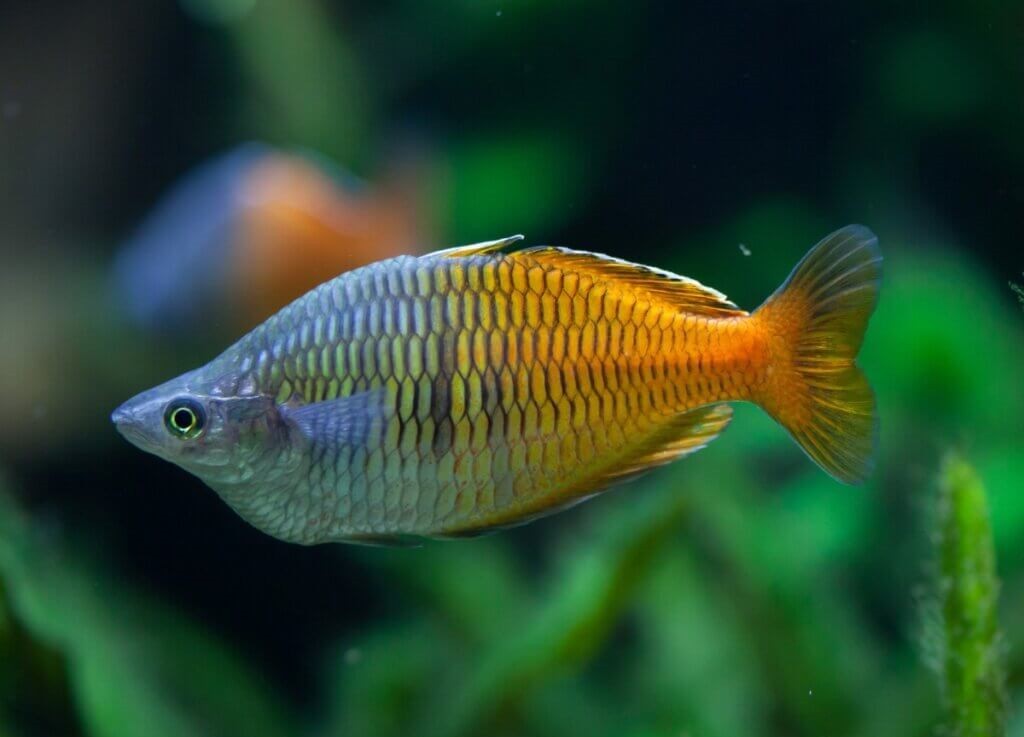 peixe arco-iris boesemani