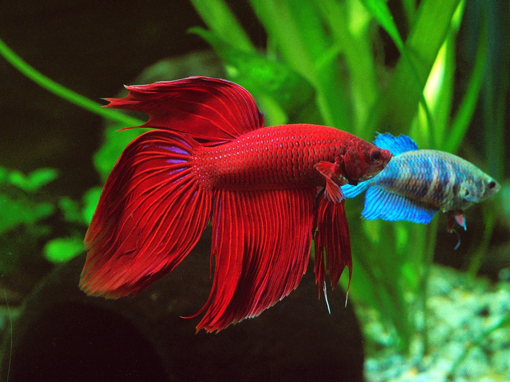 peixe betta vermelho origem