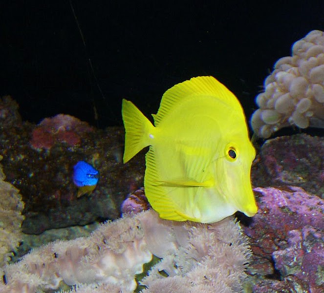 peixe cirurgiao amarelo