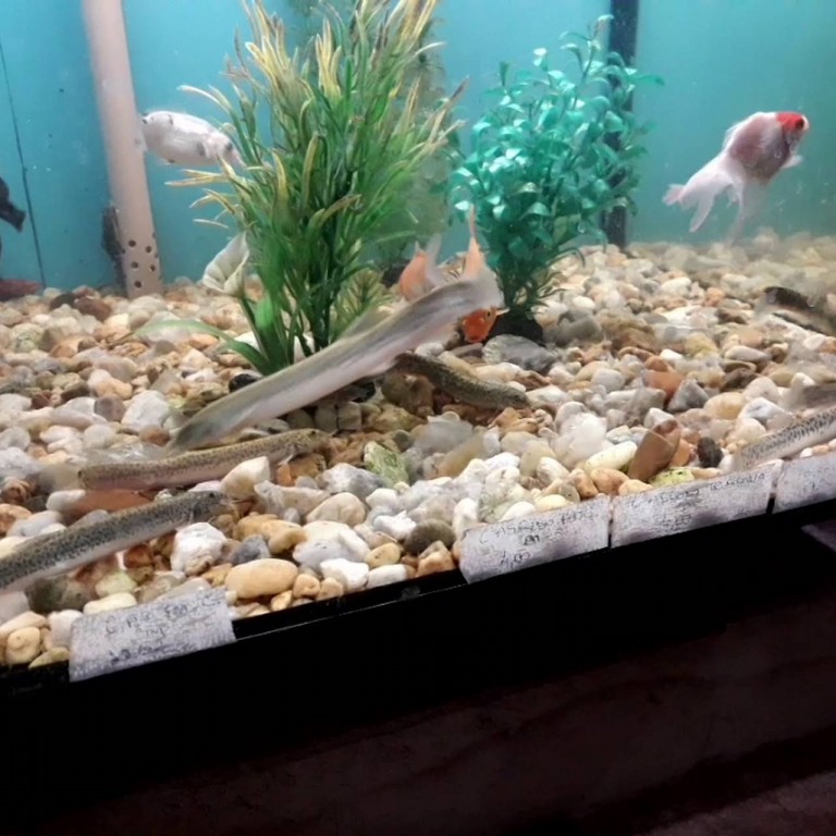 peixe dojo criacao em aquario