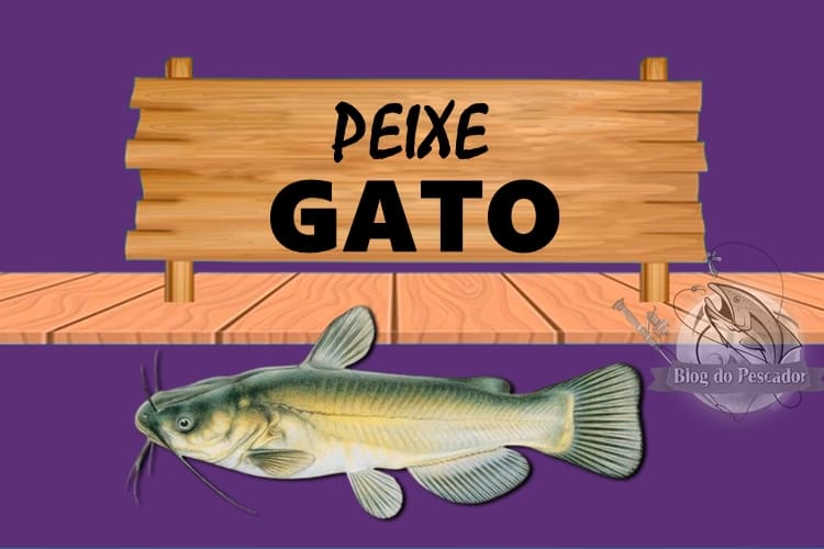 Peixe gato