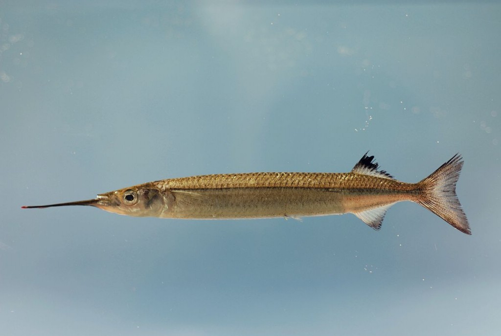 peixe hyporhamphus unifasciatus