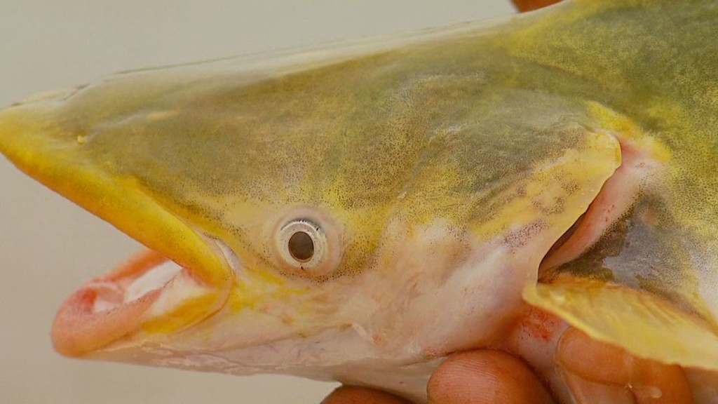peixe mandube