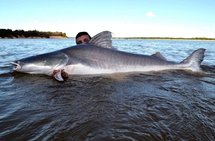 peixe piraiba