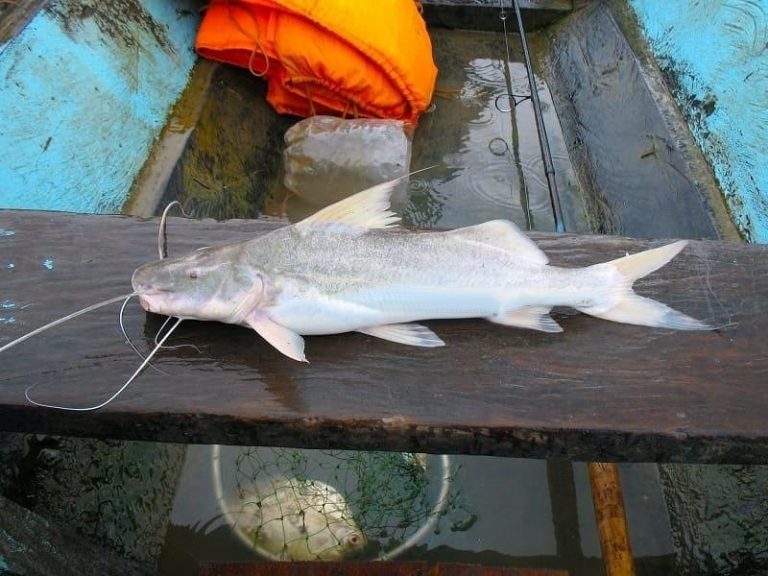 Piramutaba peixe: origem, características, alimentação e habitat