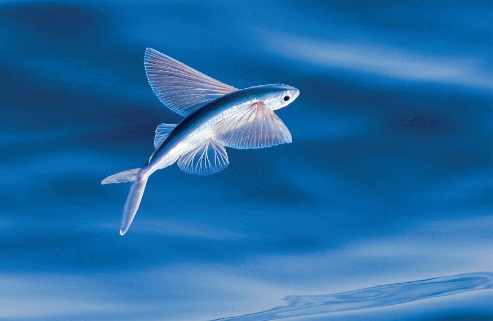 peixe voador curiosidades