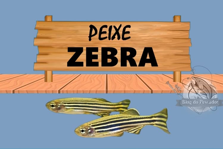 peixe zebra