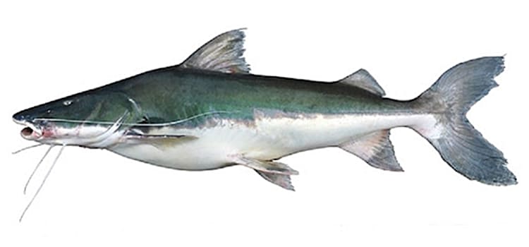 piraiba peixe