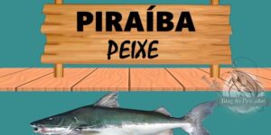 Piraíba peixe