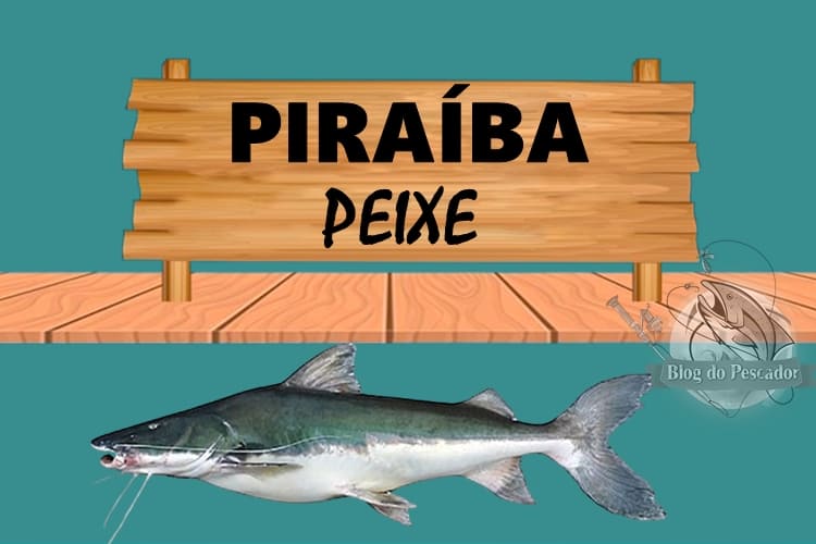 Piraíba peixe