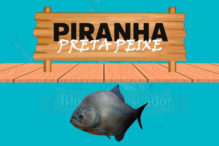 piranha preta peixe