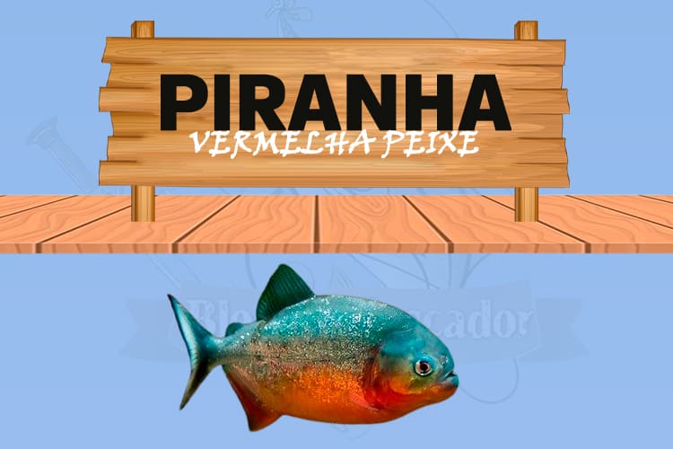 piranha vermelha peixe