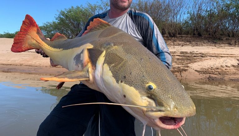 Pirarara peixe características, reprodução, alimentação e habitat