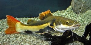 pirarara peixe