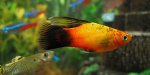 platy