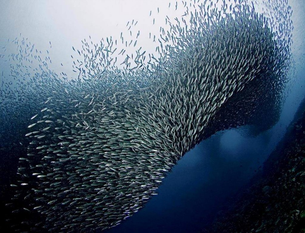 reproducao de sardinha